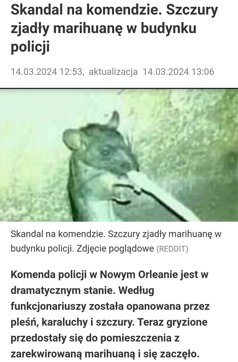 Niedawno znaleźli torebeczkę z kokainą na terenie ośrodka szkolenia policji. Teraz marihuany na komendzie jest tyle, że szczury się nawaliły. Co się dzieje w tej policji to strach pomyśleć.