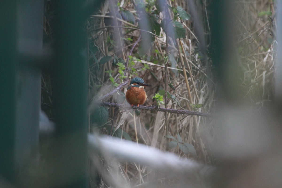 Woodberry Wetlands: I often see a kingfisher fly up the water outlet and perch out of sight. Today I found a spot where you can see the perch. Stand near the Bug Hotel, facing the outlet, walk 5 paces forward and look through the green metal fence. This was my view this morning: