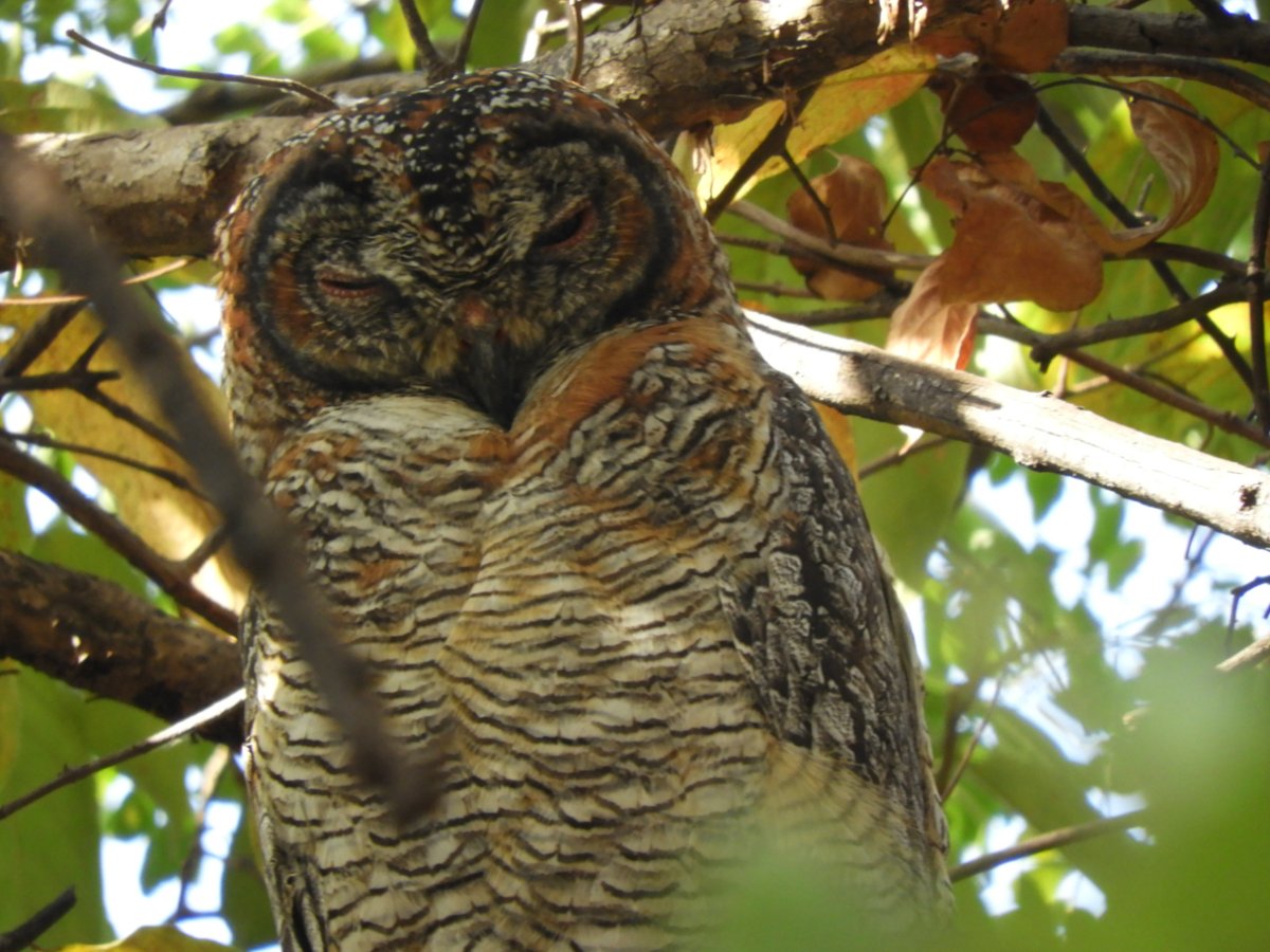 Lost and found!

The forest owlet, discovered in 1872, was considered extinct until its rediscovery in 1997, making it an enigmatic species!
.
#wildlife #wildlifephotography #incredibleindia #photography #animalphotography #wildlifeinindia #owlet #forestowlet