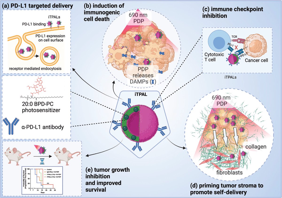Excited to share the latest work from our group led by @ChandaBhandarii! Self-delivering, light-activated liposomes target PD-L1 and prime pancreatic tumors for immunotherapy! onlinelibrary.wiley.com/doi/10.1002/ad… In collaboration with @jacopoferruzzi @tayyaba_hasan @brekkenlab