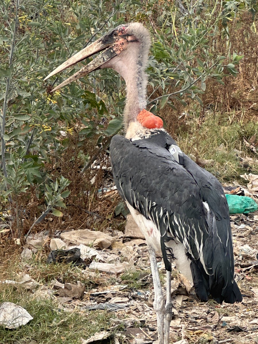 SmithsonianMoL's tweet image. From trash to treasure: we’ve just launched a new tracking initiative to understand how urban dump sites impact the movements of Africa’s avian giants 🛰️🙌
#TrashTalk #MarabouStorks
@NationalZoo @MuseumsofKenya @IridiumComm @birdofpreytrust