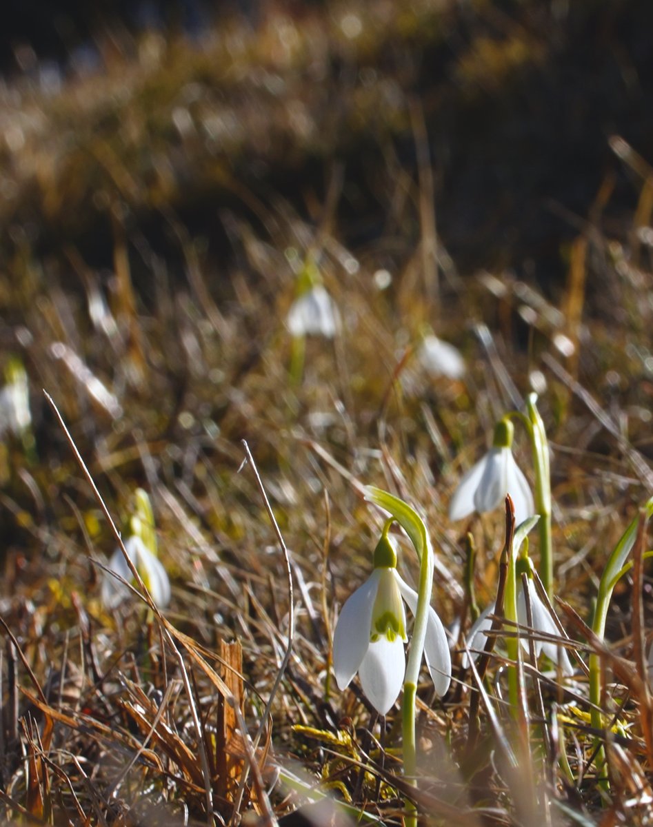 bluefrog_film's tweet image. Simple fences keep cattle closed (most of the time) and the landscape open for wildlife.

#smallscalefarming #easterncarpathians