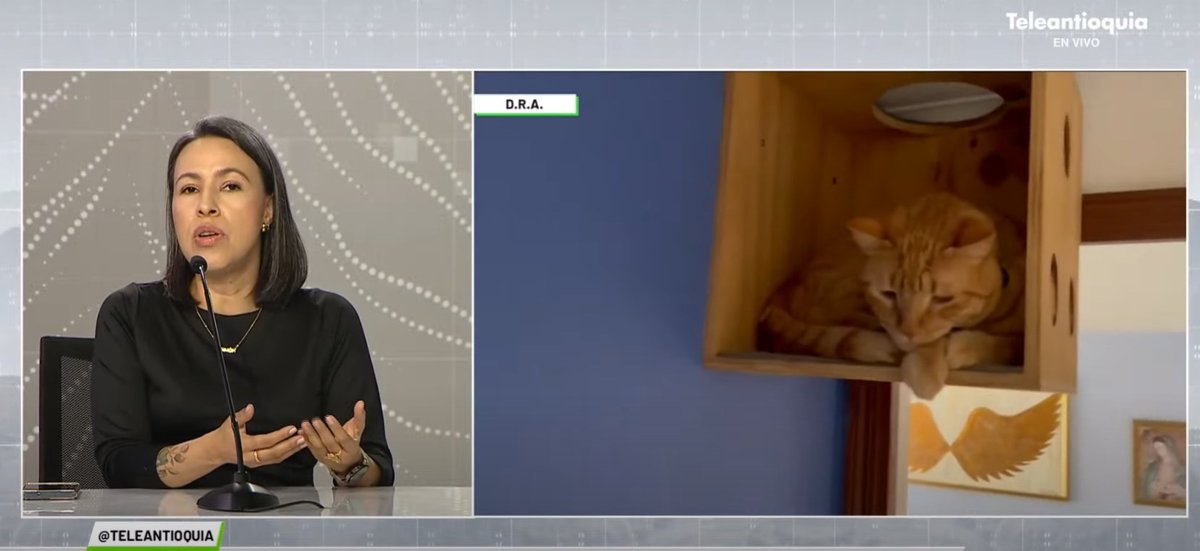 #ConsejoTA | “La Corte Constitucional dice que el concepto de familia es maleable y se está debatiendo porqué los animales de compañía hacen parte de la familia”: Luisa Fernanda Cano Blandón, docente de la Facultad de Derecho y Ciencias Políticas U. DE A.| shorturl.at/lARS1