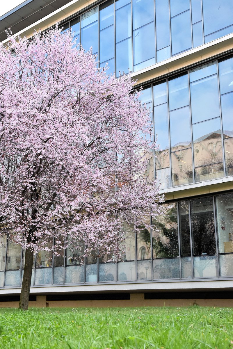 LibrarySzeged's tweet photo. 🇭🇺🌸 We will be closed on Friday 15 March. Saturday we will be open as usual. 🌸🇭🇺

#openinghours #nyitvatartás #nationalholiday https://t.co/rg9SOvEp8J