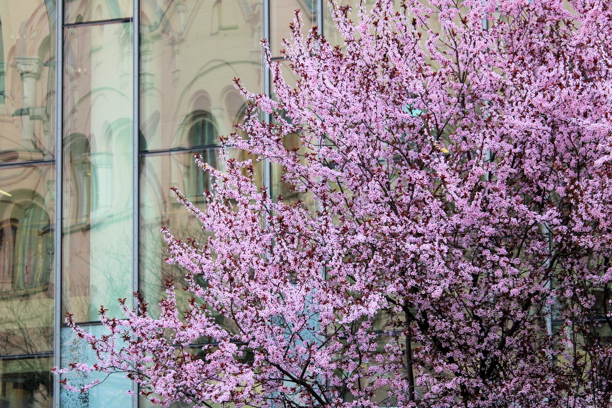 LibrarySzeged's tweet photo. 🇭🇺🌸 We will be closed on Friday 15 March. Saturday we will be open as usual. 🌸🇭🇺

#openinghours #nyitvatartás #nationalholiday https://t.co/rg9SOvEp8J