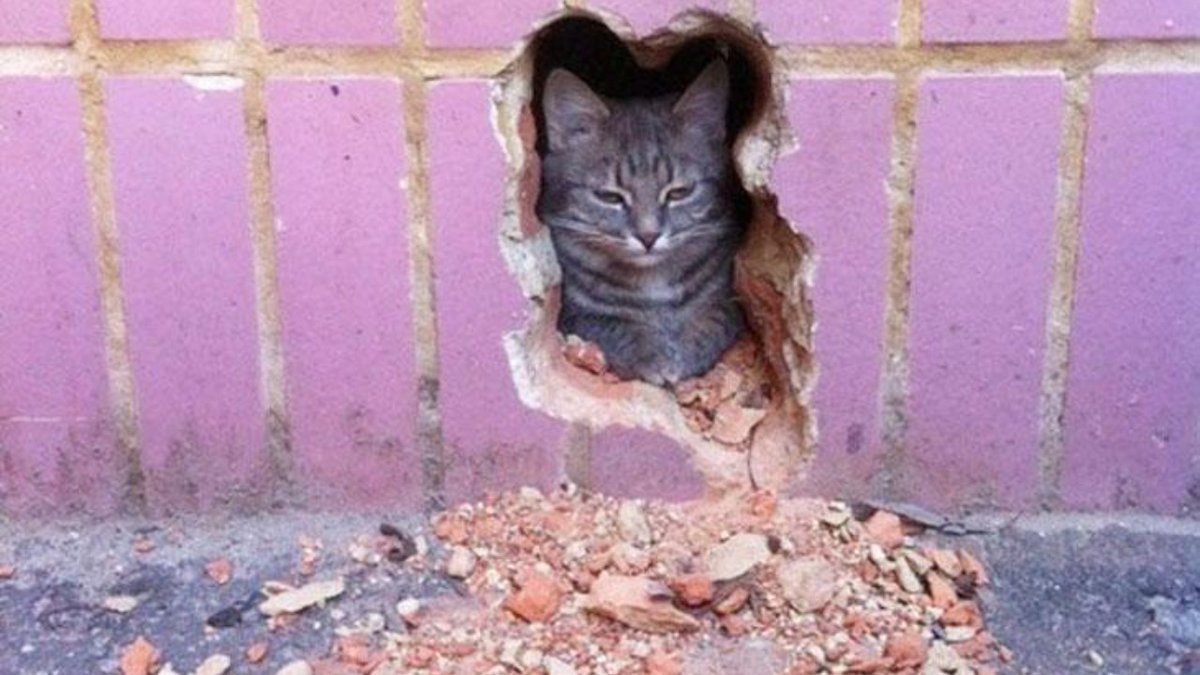 Honest_To_Paws's tweet photo. I'm not sure whether to be scared or impressed. Both maybe? Here are more impressive cat images: https://t.co/dNpZRm9htH https://t.co/pi7jsu0UH4