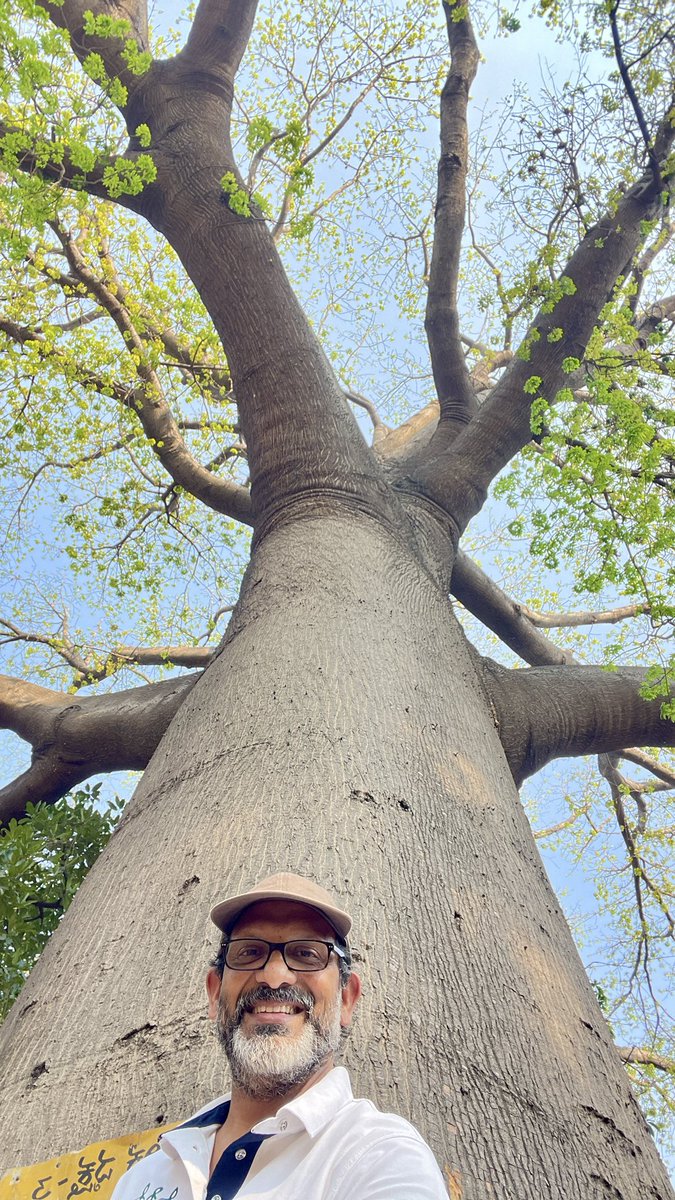 uday32008293's tweet image. A 124 yr old Red Silk Cotton Giant!! These beauties have been my fav from my childhood. Visited this one last week as a part of #TheBigTreeQuest.

This one was planted by the then Viceroy &amp;amp; Gov Gen of India Lord Curzon in Mysuru.

@vata_foundation 
#SaveFullyGrownTrees