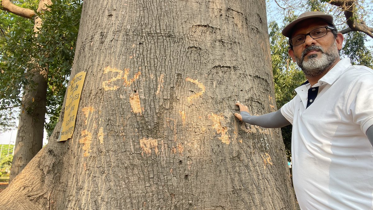 uday32008293's tweet image. A 124 yr old Red Silk Cotton Giant!! These beauties have been my fav from my childhood. Visited this one last week as a part of #TheBigTreeQuest.

This one was planted by the then Viceroy &amp;amp; Gov Gen of India Lord Curzon in Mysuru.

@vata_foundation 
#SaveFullyGrownTrees