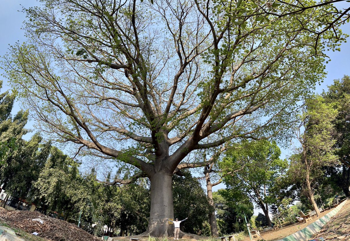 uday32008293's tweet image. A 124 yr old Red Silk Cotton Giant!! These beauties have been my fav from my childhood. Visited this one last week as a part of #TheBigTreeQuest.

This one was planted by the then Viceroy &amp;amp; Gov Gen of India Lord Curzon in Mysuru.

@vata_foundation 
#SaveFullyGrownTrees