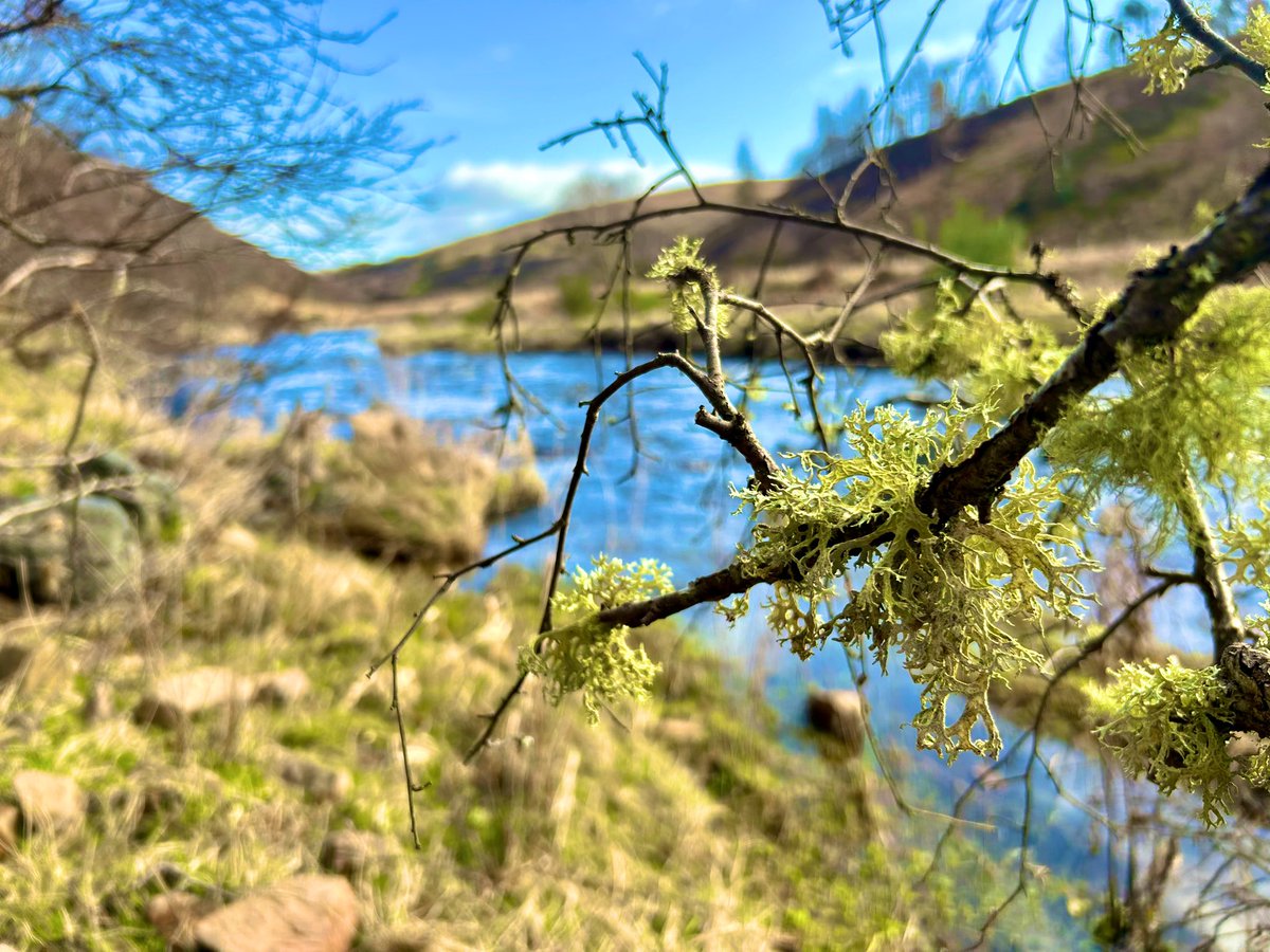 Lovely lichen!
#trees #green #OutAndAbout #Scottish #thursdaymorning #lichen