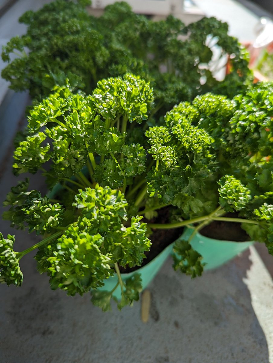 ラトちゃん大好き主だから
リアルにパセリ育てるよ～♪
パセリのツマミ食いしたが美味しいね✨