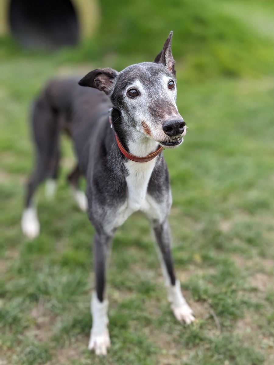 Charlie is a handsome Greyhound who is nearly 10 years old and ready for the next stage of his life. Despite his age, Charlie is still very agile and would love to find a home where he can go out on lots of adventures! Please click here: mgar.org.uk/42319 for more details.