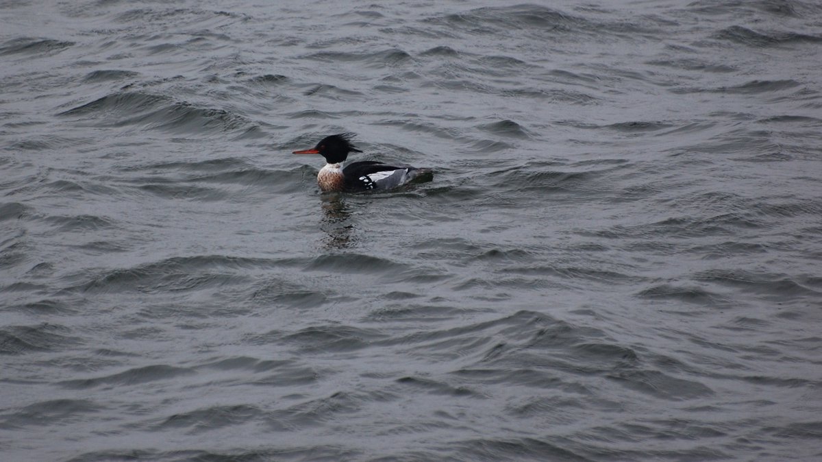 JaroJank's tweet photo. Szlachar (Mergus serrator)
#Mergusserrator #seabirds #birdwatching #birding #birdlife #BirdTwitter #wildbirds #wildlifebirds #bestbirdshots #birdphotography #birds #TwitterNatureCommunity #twitterbirds #wildlifephotography #NaturePhotography #BirdsSeenIn2024 #BalticSea #Poland https://t.co/eUvq730GIO