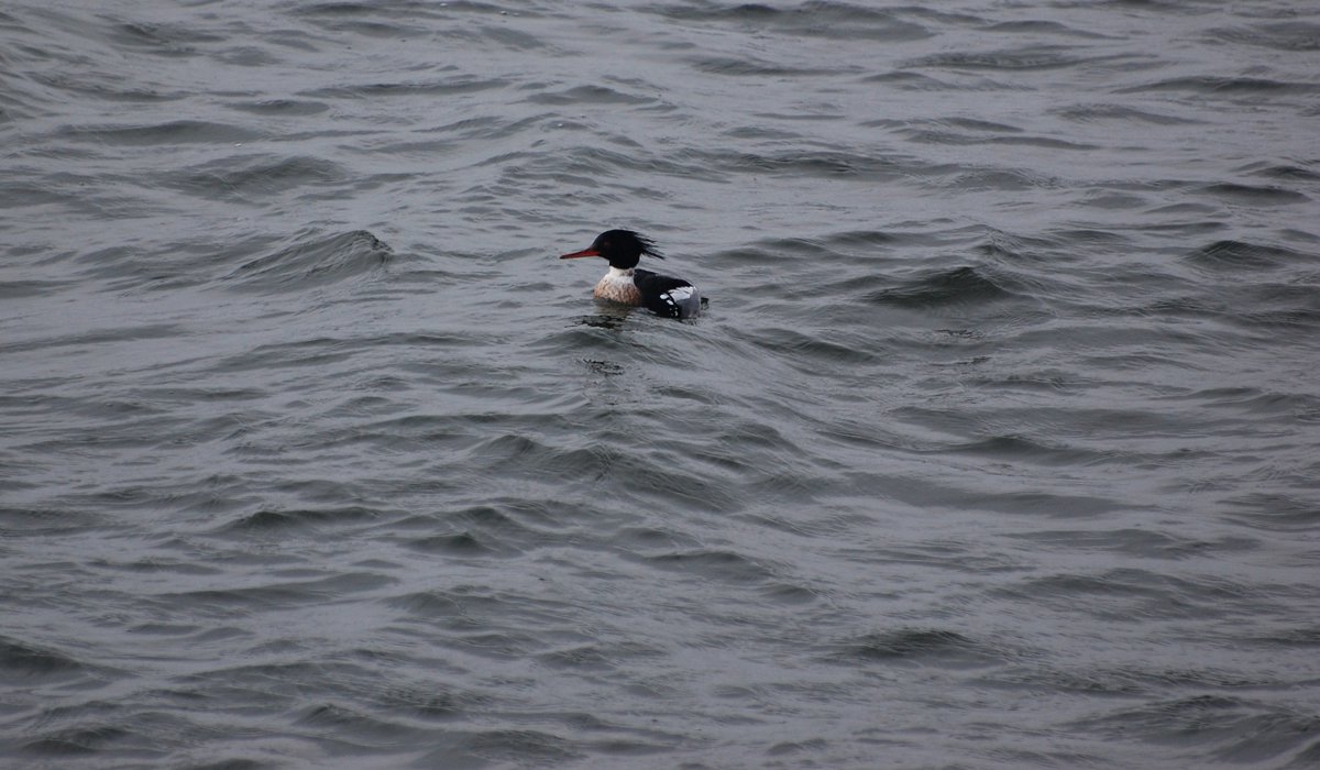 JaroJank's tweet photo. Szlachar (Mergus serrator)
#Mergusserrator #seabirds #birdwatching #birding #birdlife #BirdTwitter #wildbirds #wildlifebirds #bestbirdshots #birdphotography #birds #TwitterNatureCommunity #twitterbirds #wildlifephotography #NaturePhotography #BirdsSeenIn2024 #BalticSea #Poland https://t.co/eUvq730GIO