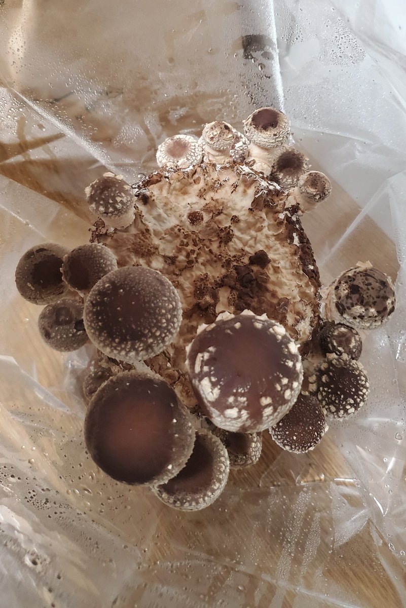 もりのしいたけ農園
8日目　突然大きくなった🍄
これから間引き🥹