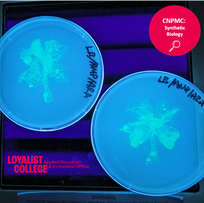 Our extractions aren’t the only thing that’s green! At the CNPMC, we're embarking on a journey of expansion into #syntheticbiology. Stay tuned for more news, where we'll showcase how CNPMC is leveraging #synbio to drive innovation across industries. #LoyalistResearch