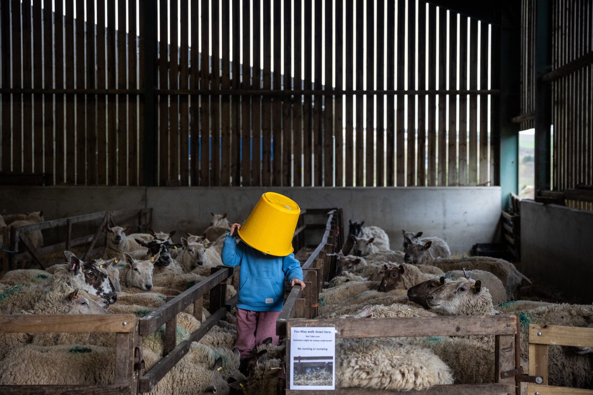 And from football to farms... Coombes Farm yesterday afternoon as it opens its (barn) doors for the lambing season. More in @brightonargus this weekend