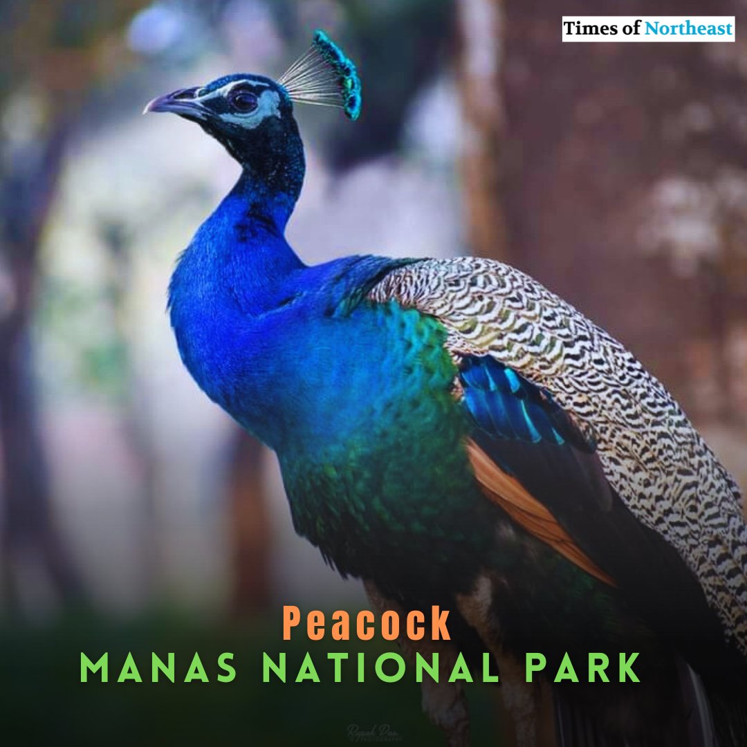 timesofne's tweet photo. Beautiful Peacock ❤️❤️❤️❤️
Location: Manas National Park, Assam.
Courtesy: Rupak Das, wild photographer. 

#peacock #ManasNationalPark #wildlifephotography #beautiful #nationalbirdofindia #assam #Baska https://t.co/cRafUFF2Qd