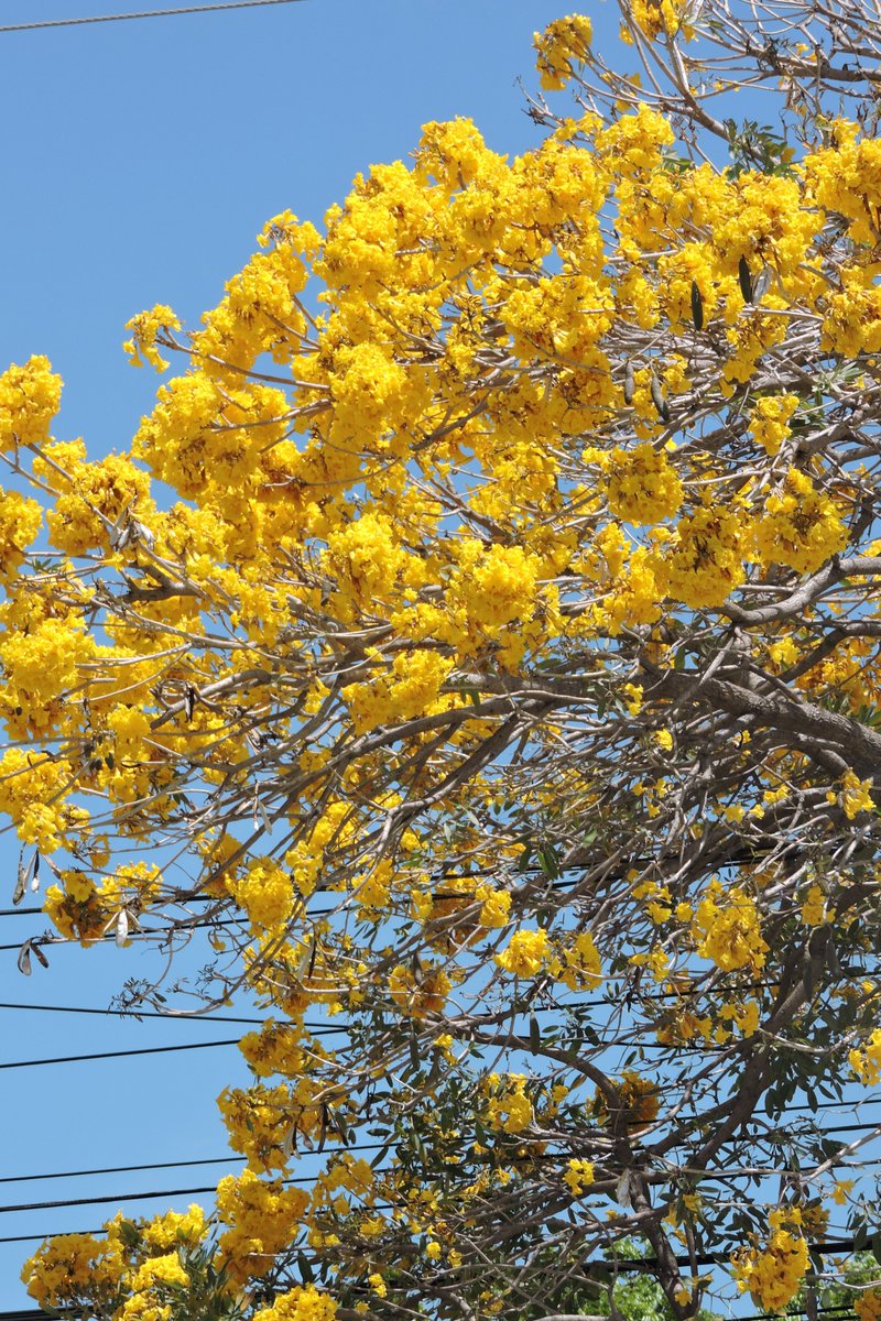 sembremosmasvida tweet media