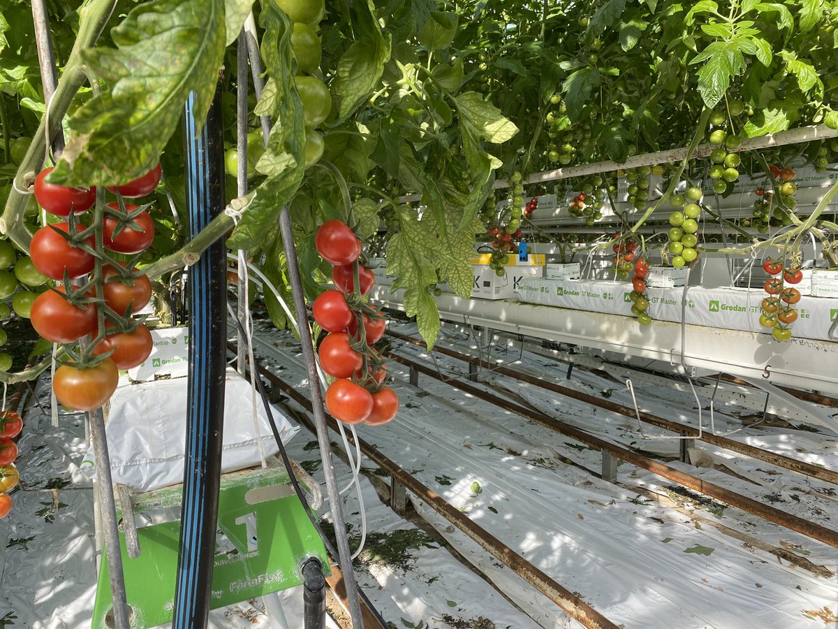 LEMA tomaten tweet media