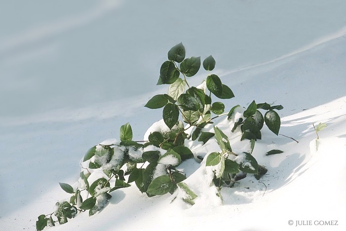 Julie Gomez tweet media