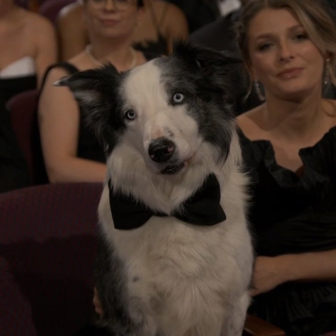 And the Oscar for "Best Friend" goes to... 🏆🐶

Whether a text or — in Messi's case — offering a furry round of applause, there are lots of ways to strengthen your friendships. 

🗓️ Join us NEXT WEEK for our FREE course, "Art of Friendship." Register at recoverycollegecalgary.ca/course/the-art…