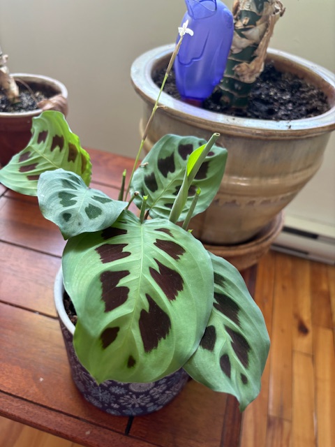 Andre Chapdelaine tweet media