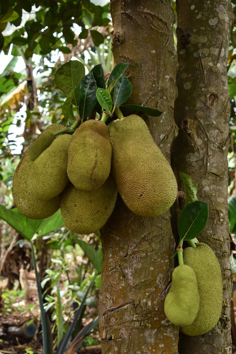 At our Ewafe home we have an amazing #garden which grows all kinds of fruit and vegetables, including the jackfruit in this picture. Here the children can learn how to cultivate crops and manage #land sustainably, whilst harvesting it to its full potential.