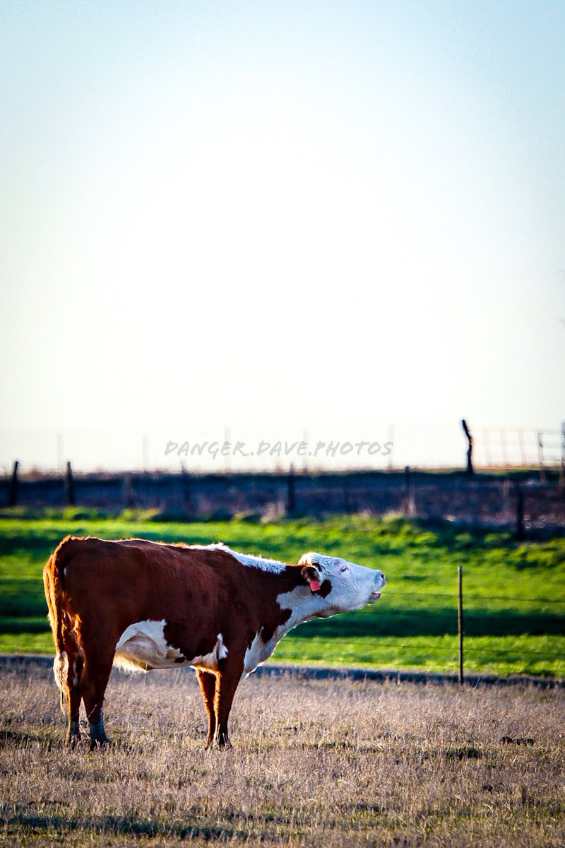 BREAKING NEWS: Images captured of Kansas’ first line of defense against last night’s tornados. This cow held the line to tell the Tornadoes to “Mooooove along” 😂
📸🐮🌪️ 

#kansas #tornado #tornadoalley #alma #topeka #kansascity #manhattan #farm #cows #photography #outdoors