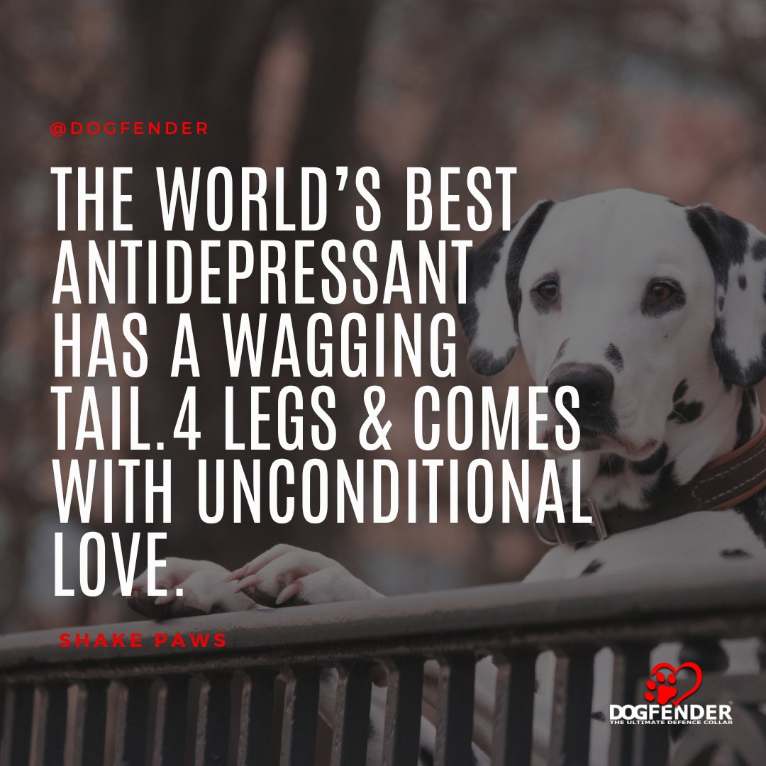 As devoted dog lovers, we can collectively attest to the amazing mental health benefits that come with the joy of owning and caring for our four-legged companions. dogfender.co.uk #caninelovers #mansbestfriend #dogfender