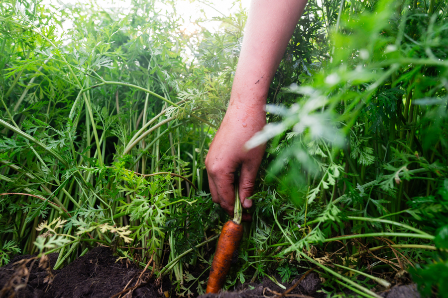 Farm to school starts on the farm 👩‍🌾
We appreciate all of our farmers who dedicate their time and resources to growing fresh food across the state.

Feature: Carrots being harvested at Crisp County Acres, in Holland, MI 

#farmtoschool #10centsameal #farmtoinstitution