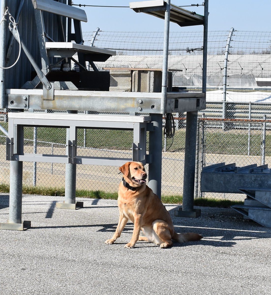 .@ATFColumbus hosted training for over 40 explosives canines and their partners at @IMS - they trained in this unique venue practicing a variety of ways to keep the public safe during large events. Thanks to the #indianapolismotorspeedway for letting us use the Brickyard.