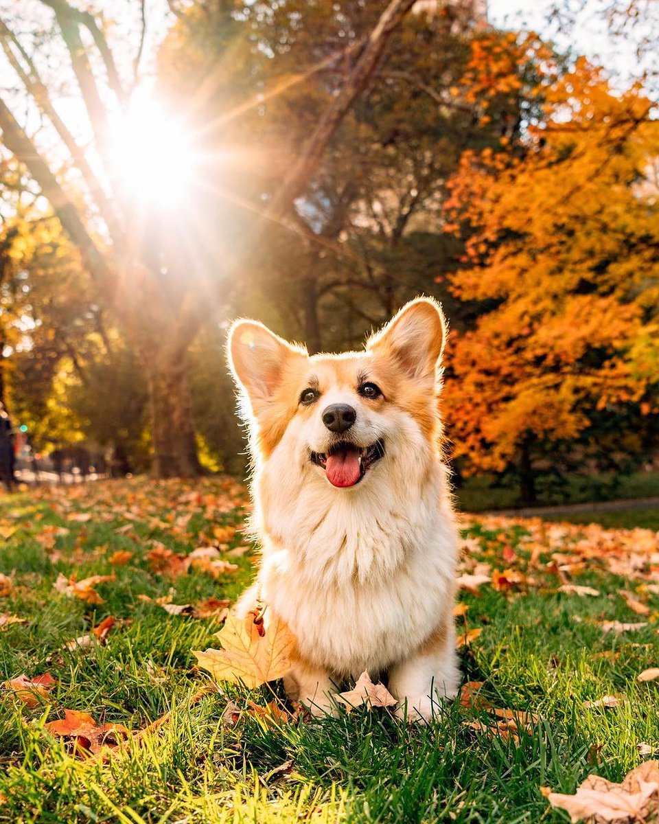 Corgi lover community (@jaredkhall51384) on Twitter photo 