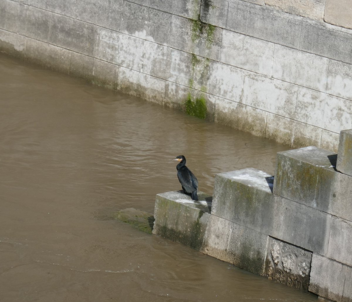 MaJSylvie's tweet photo. certain apprécie le soleil au bord de la Seine https://t.co/4FwwCg4ghZ
