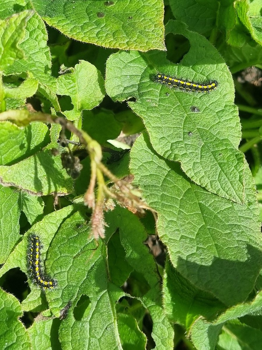 Scarlet Tiger caterpillars during a lull in the rain. I counted 8 on the comfrey patch this morning.