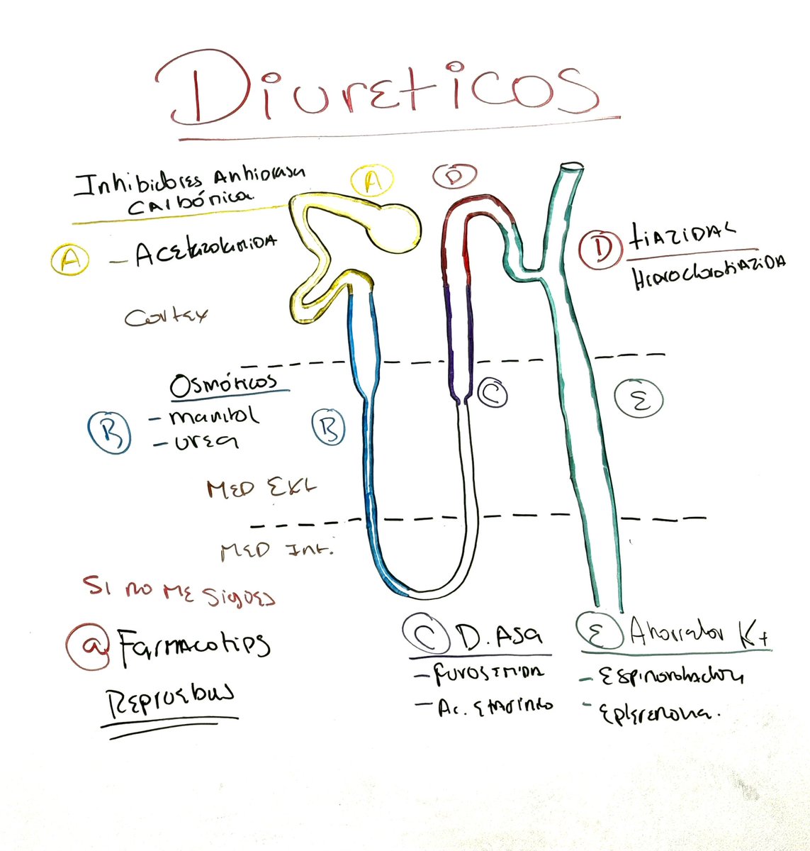 farmacotips's tweet photo. Mecanismo de acción de los diuréticos: https://t.co/8EmwfQhDUo