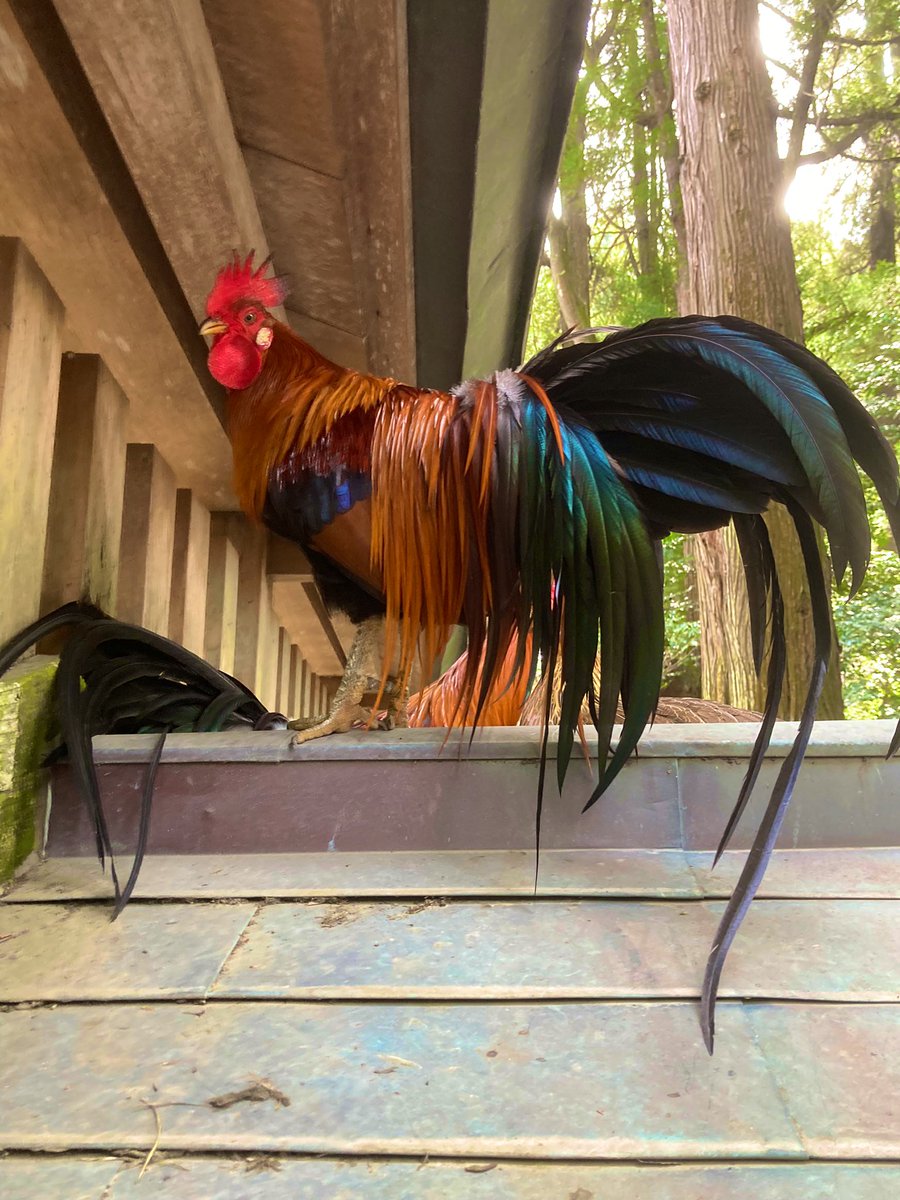 宮崎5日目🏝
天岩戸神社→天安河原神社→高千穂神社→高千穂牛レストラン　和→高千穂峡

今日も沢山歩いて疲れたけど、神秘的な空間に癒やされパワーを頂きました😊

宮崎旅行も残り2日となりました😭
全力で楽しもう♪

ちなみに高千穂牛のサーロインめっちゃ美味しいのでおすすめです😋✌