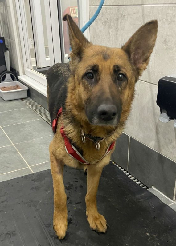 gsrescueelite's tweet photo. Willow is 4yrs old and this poor girl has been use solely for breeding so is a bit unsure of the big wide world, Willow can live with older kids and would benefit from living with another dog 
#GermanShepherd #dogs #Essex 
https://t.co/RFG1kBzwiJ https://t.co/6SxQfj5pS9