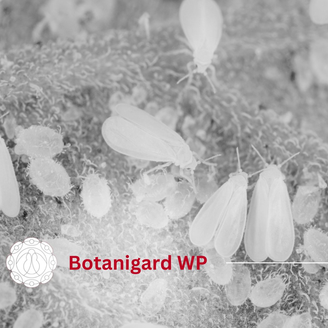 certis_belchim's tweet image. Regular inspection for #whiteflies can help catch problems early before they become significant infestations. However, if you notice numbers increasing, we recommend Bontigard WP with Eradicoat Max. 

To learn more, visit - certiseurope.co.uk/crop-focus/veg #FarmingUK