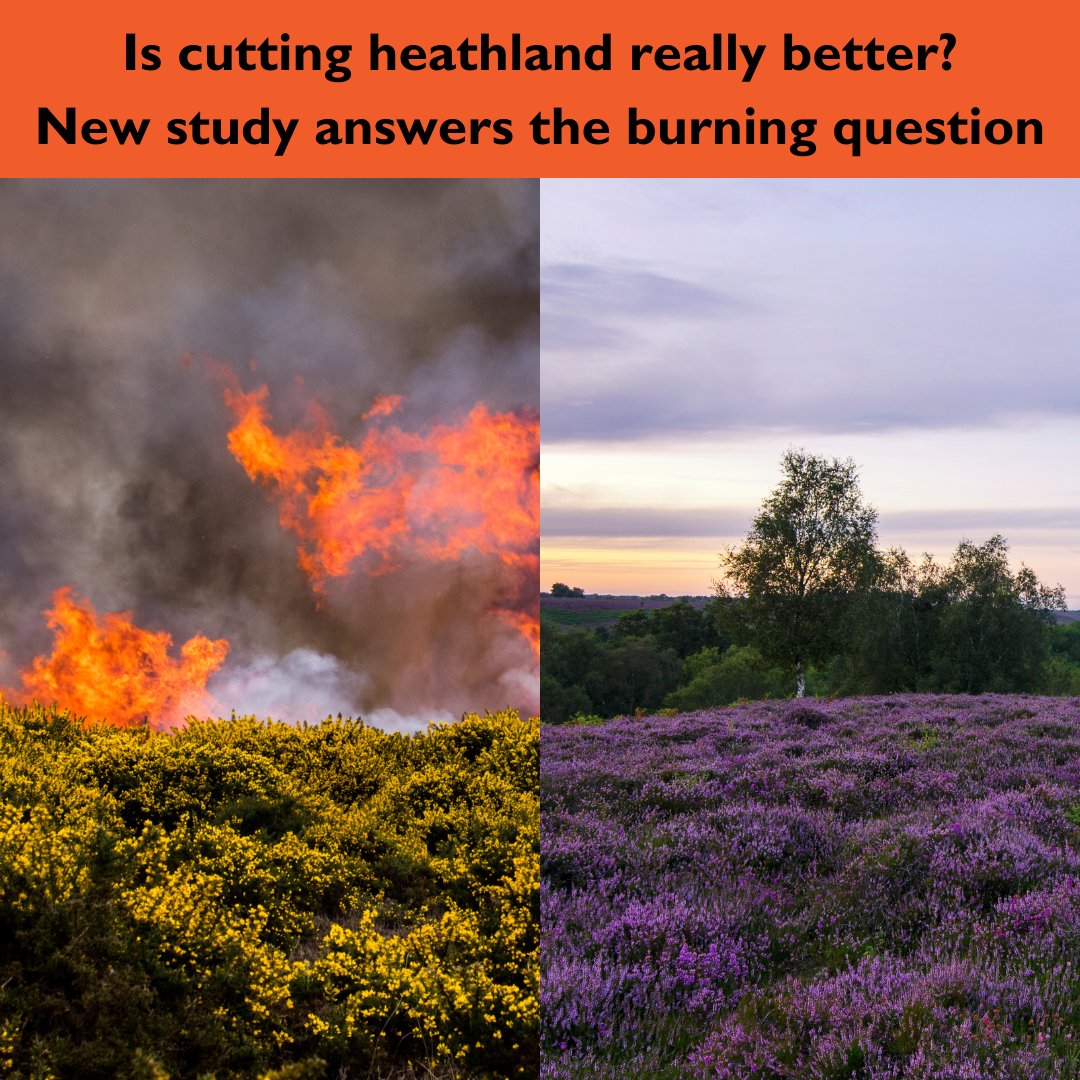 🚨 New paper alert 🚨 Let’s talk about heathland management. 77% of studies focus on upland areas, but in new research GWCT scientists look at the impacts of prescribed burns on lowland heathland and ask, is burning better for these habitats? (1/5)