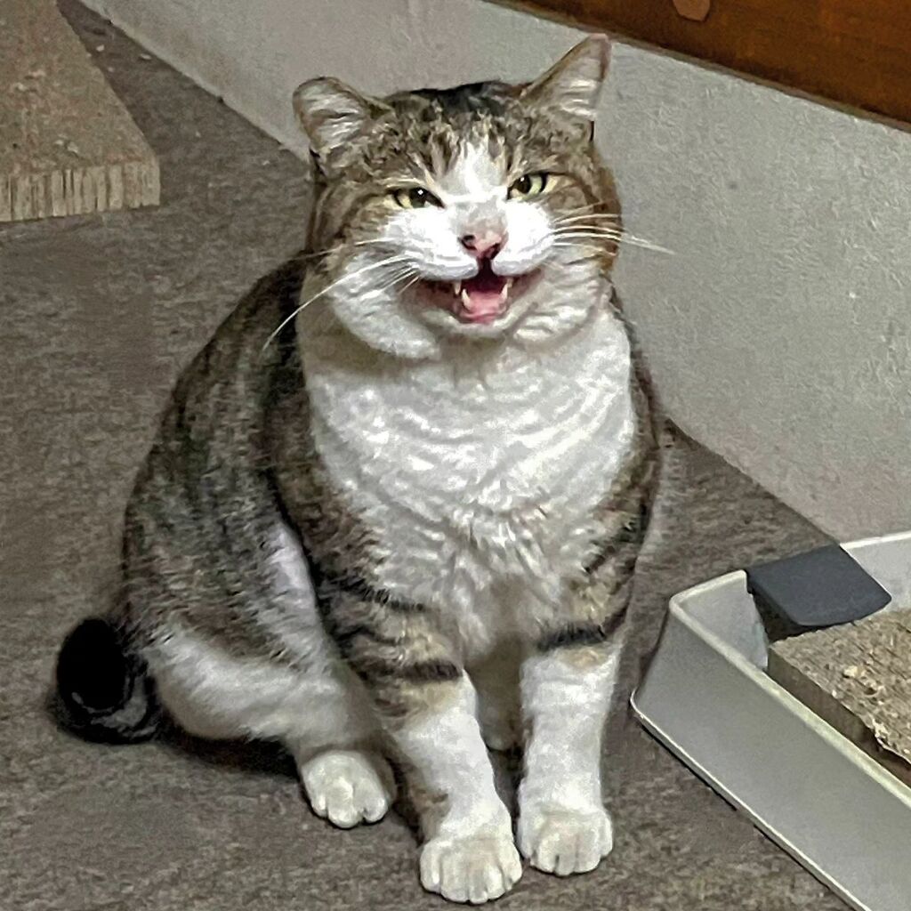 nyankorotaxi's tweet photo. まるちゃんこんばんは。
まるちゃん:「にゃ〜お!」
Good Evening Maru-chan!
Maru-chan:"MEOOOW!"
#cat #CvsH #instacat #catstagram #catsofinstagram https://t.co/2tLQklYiZj
