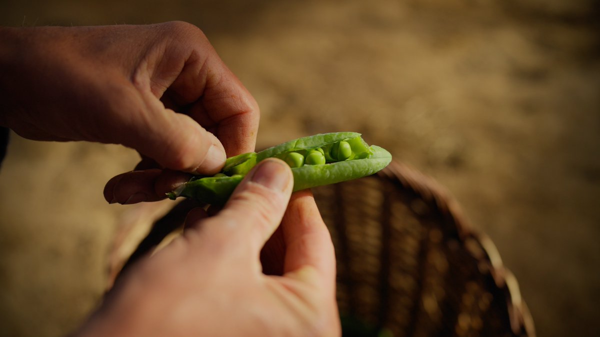 CostaBcnMaresme's tweet photo. El verd tenyeix menús i mercats amb l’inici de les jornades gastronòmiques del pèsol del Maresme 💚

Una setantena de productors, elaboradors i restauradors del Maresme participen a #TempsdePèsols, que se celebra del 15 de març a l'1 de maig.

https://t.co/UNxn6U78r5 https://t.co/ZtKzpuF0L2