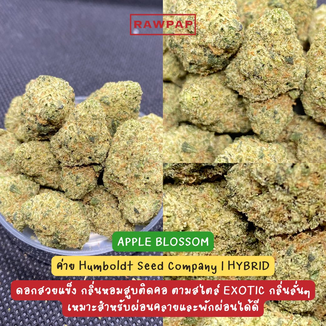 weed420tpp's tweet photo. สนใจตัวไหนสั่งกัญมาได้เลยครับลูกพี่ 🙏🏻💚
IG : rawpap_th
FB : Rawpap
Line@ : https://t.co/xo7jupTihP 
#กัญชา #กัญชาออแกนิค #กรุงเทพ #กัญชาog #กัญชาเสรี #สุขุมวิท #อุดมสุข #ศรีนครินทร์ #บางนา #กัญชาสุขุมวิท #กัญชาอุดมสุข #อ่อนนุช #บางจาก #ตลาดรถไฟ #ศรีอุดม #กัญชาราคาถูก #กัญชากทม https://t.co/mJxWeLQopx