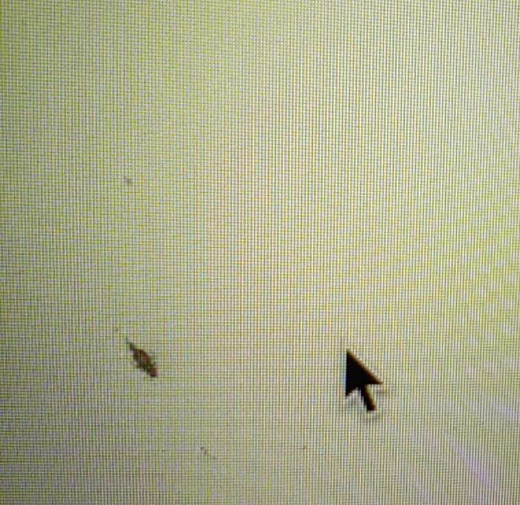 amusss_'s tweet photo. insect oh insect 
kenapa kamu memilih mati di dalam layar laptop https://t.co/MQ63myEeyC