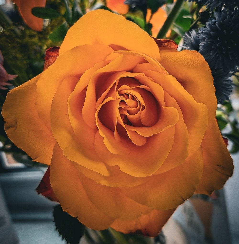 A perfect symbol for passion and fascination 🔥 #passion #fascination #orangerose #symbolic #nature #beauty #Rose #rosephotography