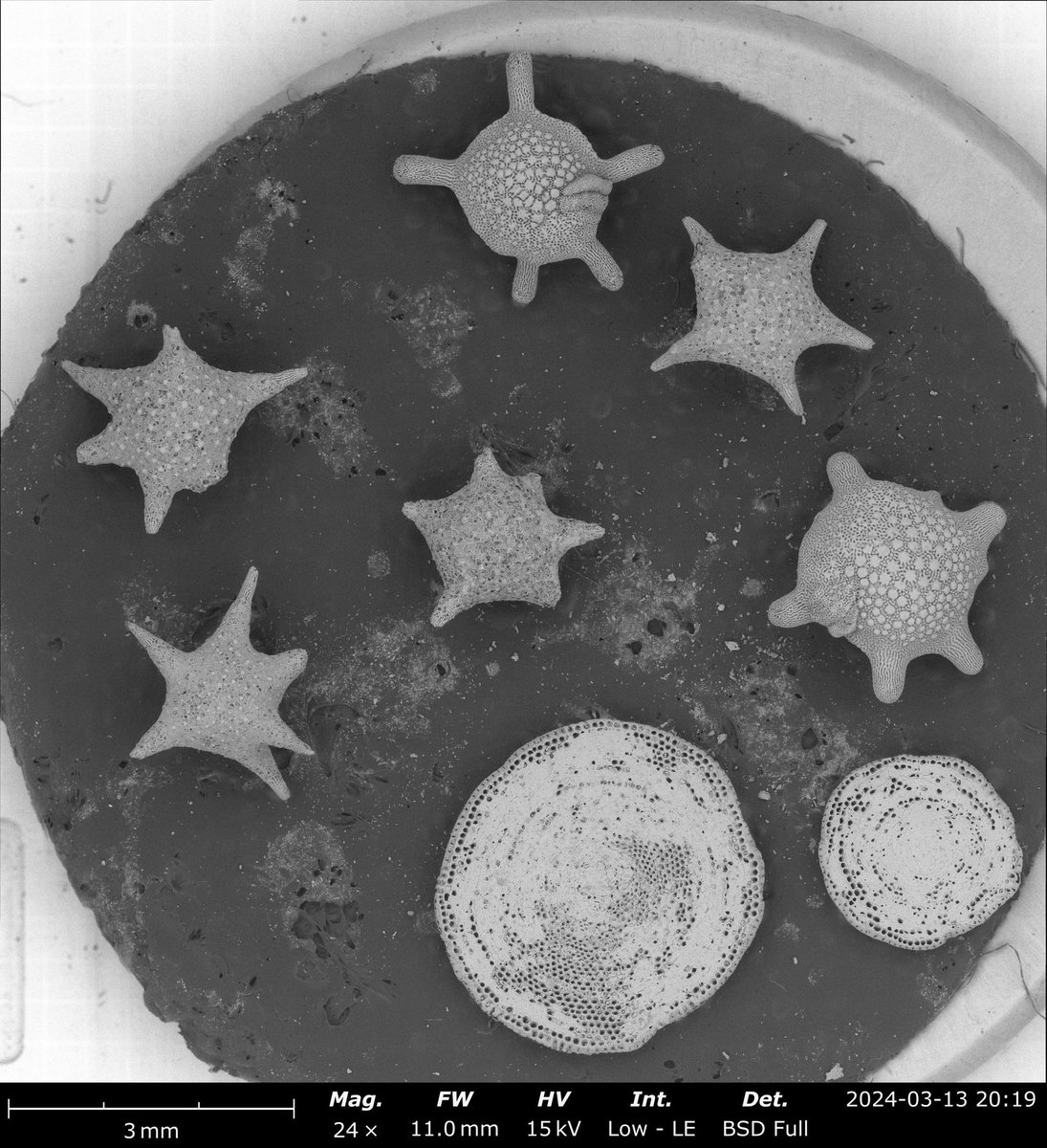 NanoLabLLC's tweet photo. Star sand from Okinawa https://t.co/edAyF1coz0