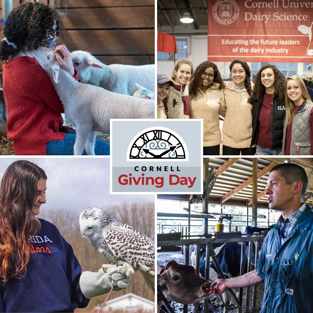 Today is #CornellGivingDay! 

Please consider supporting Cornell Animal Science with a gift to the Animal Science Excellence Fund at the link below. We use this fund to support student activities and experiential learning opportunities.

givingday.cornell.edu/campaigns/cu-d…