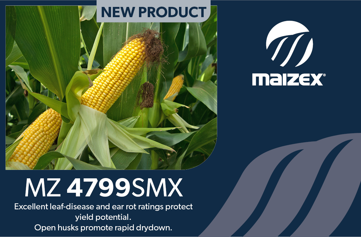 Maizex Seeds tweet media
