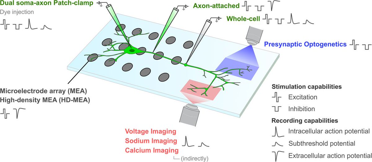 José Mateus (@jose_c_mateus) on Twitter photo Axons are amazing.
We have reviewed many recent discoveries at the intersection of neurotechnology and neurobiology in the context of axon e-phys and guidance.
<a href="/PCastroAguiar/">Paulo de Castro Aguiar</a> <a href="/jbneuro/">Juan Burrone Lab</a> <a href="/MonicaMMSousa/">Monica Sousa</a>
Finally out in <a href="/SfNJournals/">SfN Journals</a> #JNeurosci
jneurosci.org/content/44/11/… Axons are amazing.
We have reviewed many recent discoveries at the intersection of neurotechnology and neurobiology in the context of axon e-phys and guidance.
<a href="/PCastroAguiar/">Paulo de Castro Aguiar</a> <a href="/jbneuro/">Juan Burrone Lab</a> <a href="/MonicaMMSousa/">Monica Sousa</a>
Finally out in <a href="/SfNJournals/">SfN Journals</a> #JNeurosci
jneurosci.org/content/44/11/…