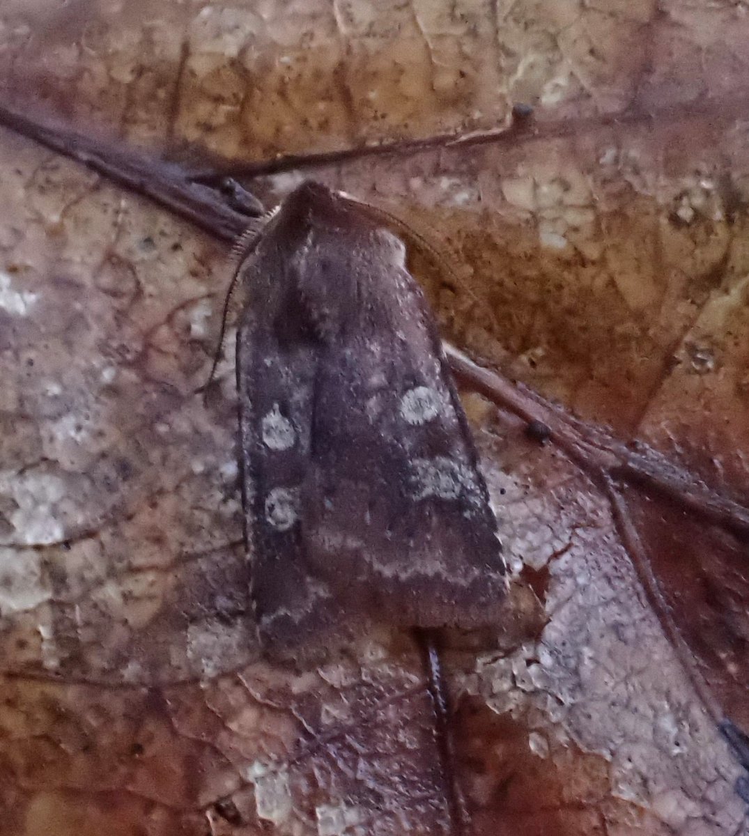 Some nice moths starting to appear. Red Sword-grass from the garden last night and White Marked from Hackfall Woods.